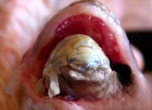 科学家发现鱼舌头寄生虫 吞噬鱼舌取而代之
