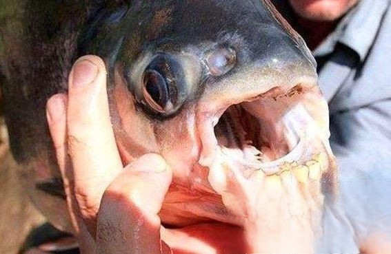 人齿鱼咬睾丸图片 人齿鱼为什么咬睾丸 