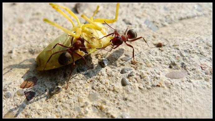 食人蚁最怕什么 1分钟可把人类吞噬成白骨
