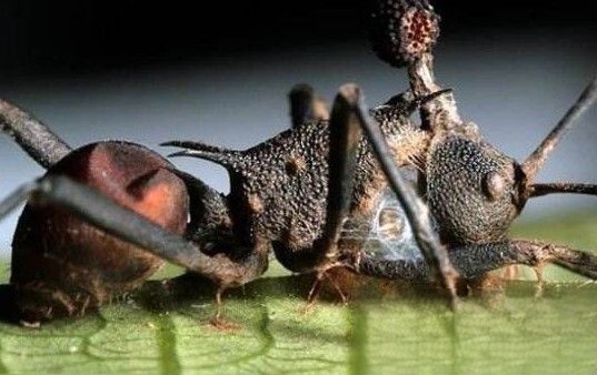 僵尸蚂蚁吃人图片 僵尸蚂蚁会入侵人类吗