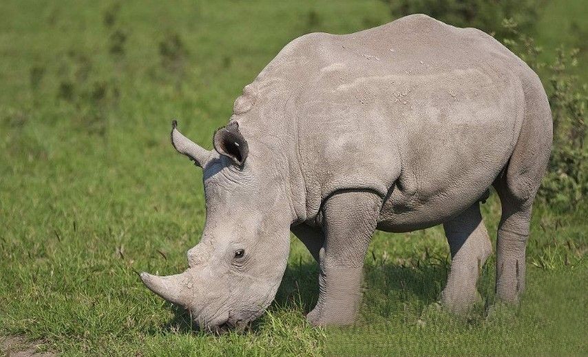 全球十大濒危动物排行榜 白犀牛世上仅剩一只（濒临灭绝）