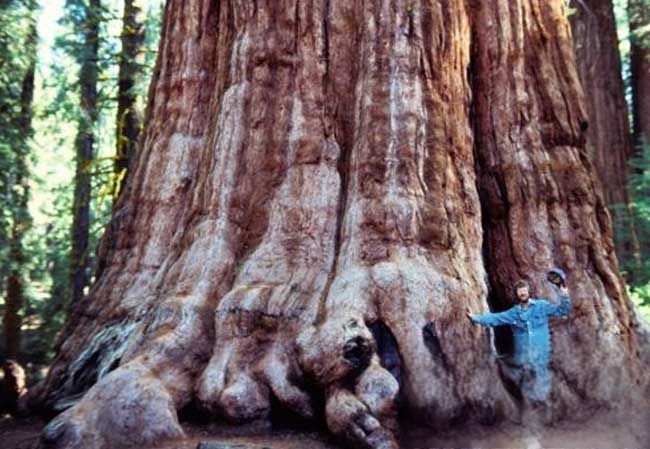 世界上最大的树——雪曼将军树（直径11米活了2700年）