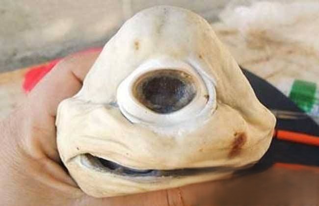 独眼鲨鱼真的存在吗 通体雪白只有一只眼睛