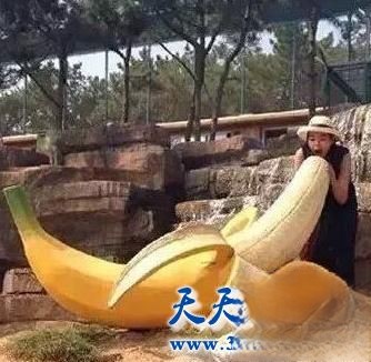 世界上最大的香蕉 在哪里可以找到这种香蕉