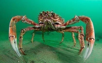 巨型海蜘蛛是什么 体型庞大几乎什么都吃