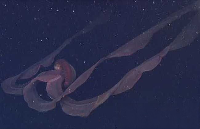 冥河水母到底存在吗 神秘深海触角海怪