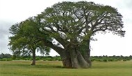 世界十大最奇怪的树 吃人蛇树太恐怖